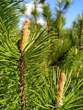 Pine needles in the sun Stock Photos