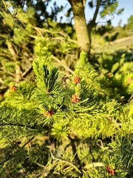 Pine needles in the sun Stock Photos