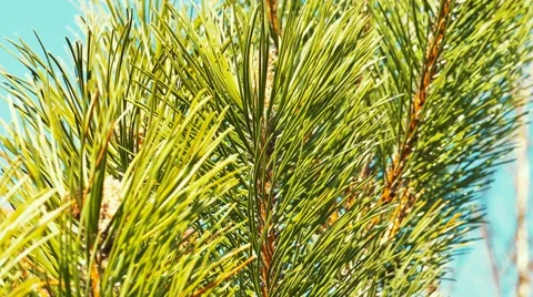 Pine Needles in a Sunny Spring Day, Closeup Stock Footage 67819437