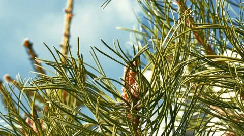Pine Needles in a Sunny Spring Day, Closeup Stock-Footage 67819461