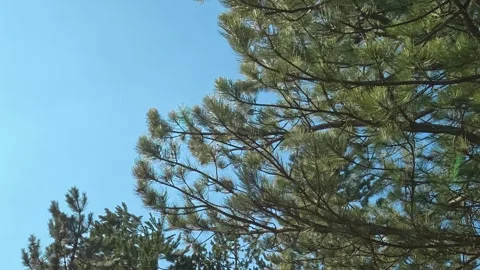 Pine needles sway gently against a clear blue sky. Mount Rtanj Area, Serbia Видео 331281287