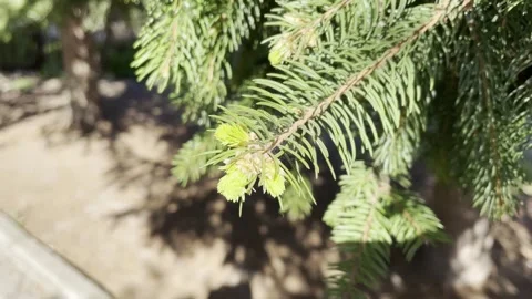 Pine needles sway in the wind Stock Footage 240939964