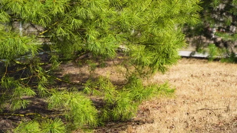 Pine needles, tree branches, and flower sprinklers irrigate small rainbows Stock Footage 239961298