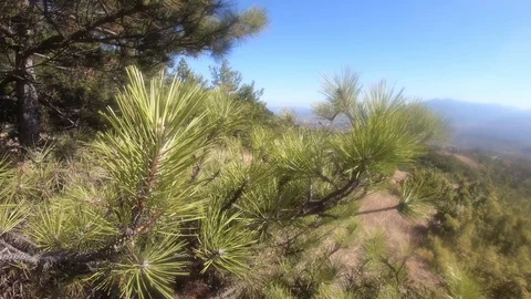 Pine needles on tree closeup Stock Footage 116783876