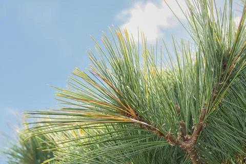 Pine needles on the tree outdoors Stock Photos