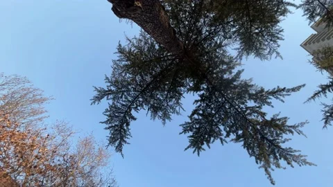 Pine needles under blue sky Stock Footage 234090328