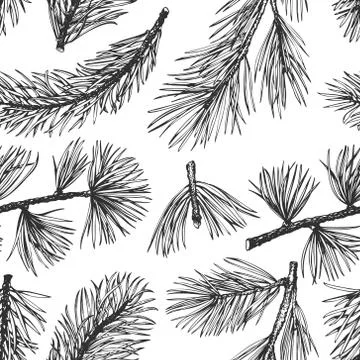 Pine needles vector hand drawn seamless pattern. Vintage style background. Bo Illustrazione stock