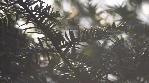 Pine needles in warm misty sunshine and breeze Video stock 155705044