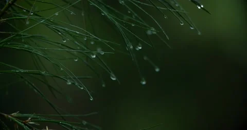 Pine needles with water droplets Stock Footage 238796511
