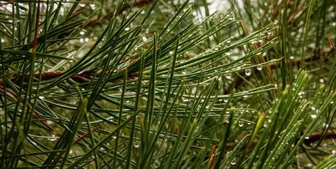 Pine needles with water drops Stock Illustration
