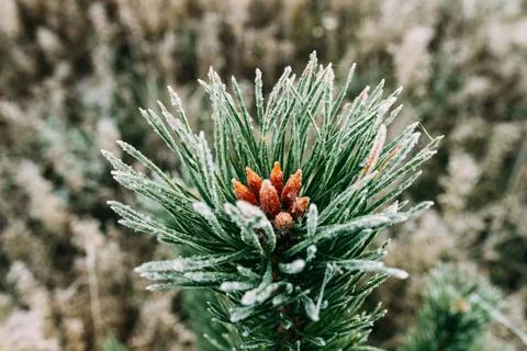 Pine needles with water drops macro nature background Photos