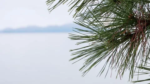 Pine Needles with Water Drops by a Quiet Winter Lake Video stock 328158761