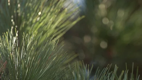 Pine-needles in the wind Stock Footage 71307055