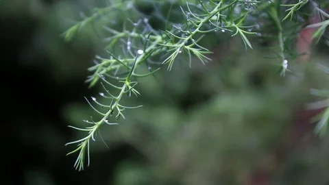 Pine Needles in the wind Stock-Footage 71854300