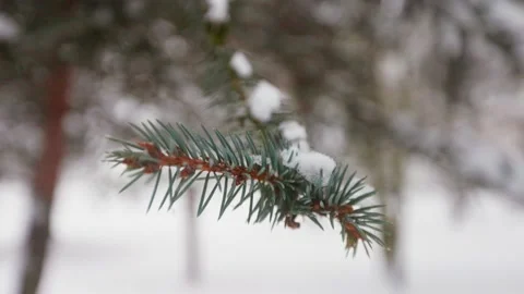 Pine needles in winter Stock-Footage 229172860