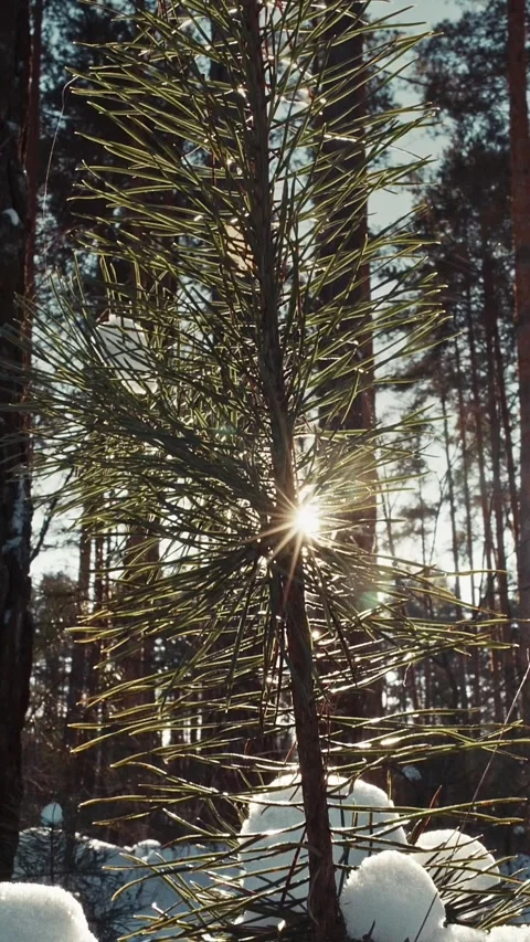 Pine Needles in Winter Forest With Bright Sun Flare and Snow Stock Footage 341359688