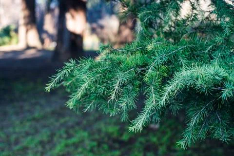 Pine needles in winter Stock Photos