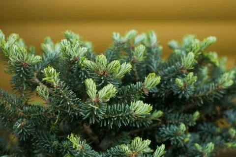 Pine needles on the yellow background, close up Stock Photos