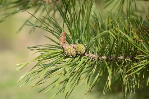 Pine needles with young cones Foto stock