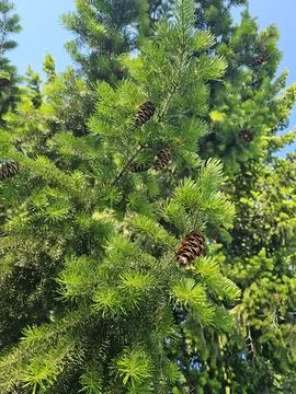 Pine nut and pine cone Stock Photos