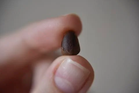 Pine nut between fingers Stock Photos