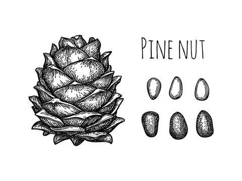 Pine nut cone and nuts. Stock Illustration