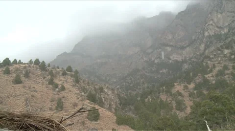 Pine nut Forest Stock Footage 55423345