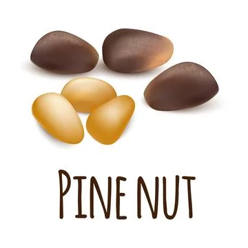 Pine nut icon, realistic style Stock Illustration