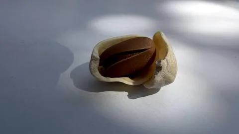 Pine nut inside pistachio shell contrast concept Stock Photos