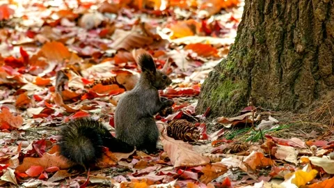Pine nut a person eating eurasian red squirrel. Stock Footage 122904793