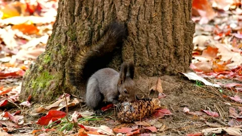 Pine nut a person eating eurasian red squirrel. 스톡 동영상 122904841