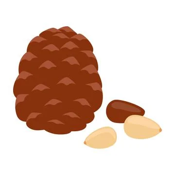 Pine nut, shell and seed. Pine nut food. Healthy diet. Vector illustration Stock Illustration