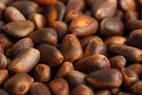Pine nut in the shell close-up. Texture Macro Фото