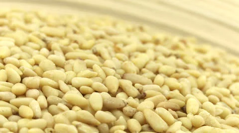 Pine nuts 2 Stock Footage 23323400