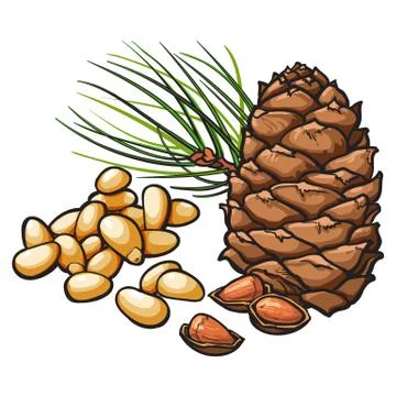Pine nuts and cone isolated on white background Stock Illustration