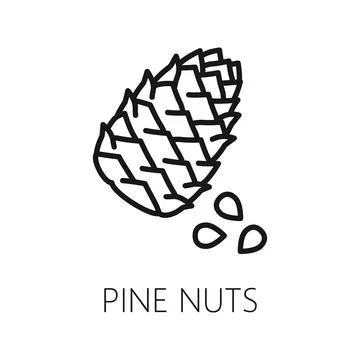 Pine nuts and cone or conifer outline icon Stock Illustration