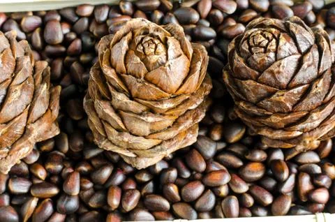 Pine nuts and pine cones Stock Photos