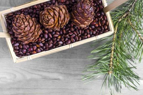 Pine nuts and pine cones in the basket on a black and white background Stock Photos