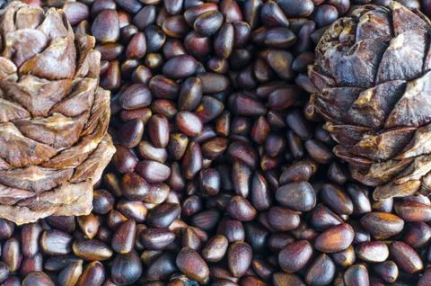 Pine nuts and pine cones close-up Stock Photos