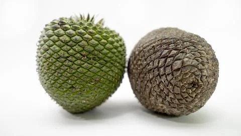 Pine nuts and pine cones natural beauty from Brazil Foto stock