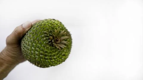 Pine nuts and pine cones natural beauty from Brazil Foto stock