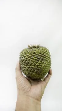 Pine nuts and pine cones natural beauty from Brazil Foto stock