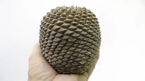 Pine nuts and pine cones natural beauty from Brazil 스톡 사진