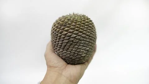 Pine nuts and pine cones natural beauty from Brazil Stock-Fotos