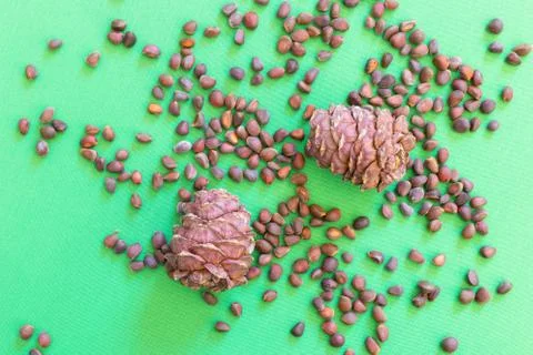 Pine nuts and ripe pine cone on a green background Stock Photos