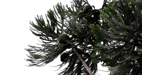 Pine nuts on the araucaria tree Video stock 98588551