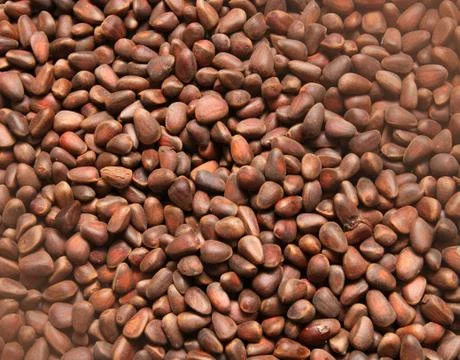 Pine nuts in the background Stock Photos