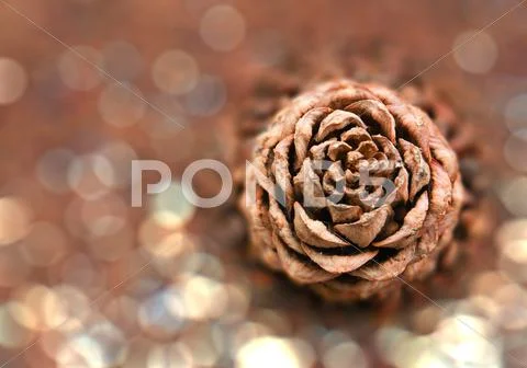 Pine nuts in the background Stock Photos