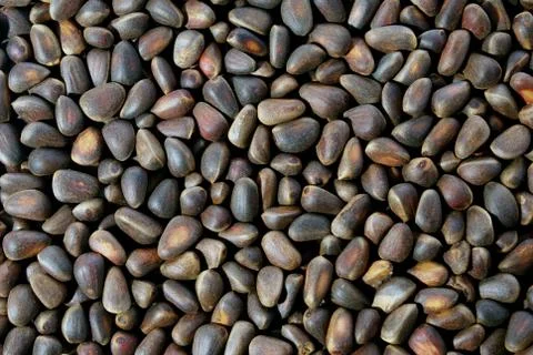 Pine nuts background Stock Photos