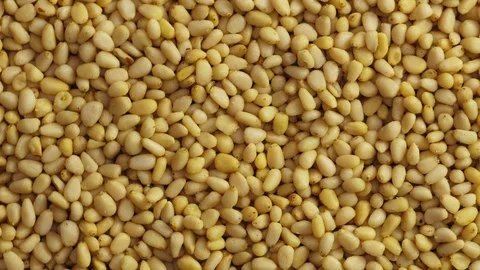 Pine nuts background. Unshelled cedar seeds, closeup Stock Footage 126017199